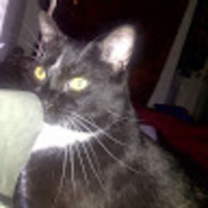 Meet your Posher, Annie